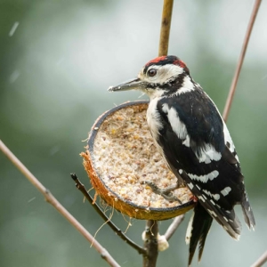 Redwell   August 2016   D3s (50 Of 69).jpg